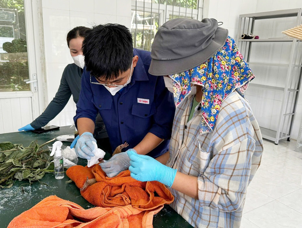 Các chuyên gia đang chữa trị vết thương cho các cá thể ĐVHD vừa được cứu hộ.