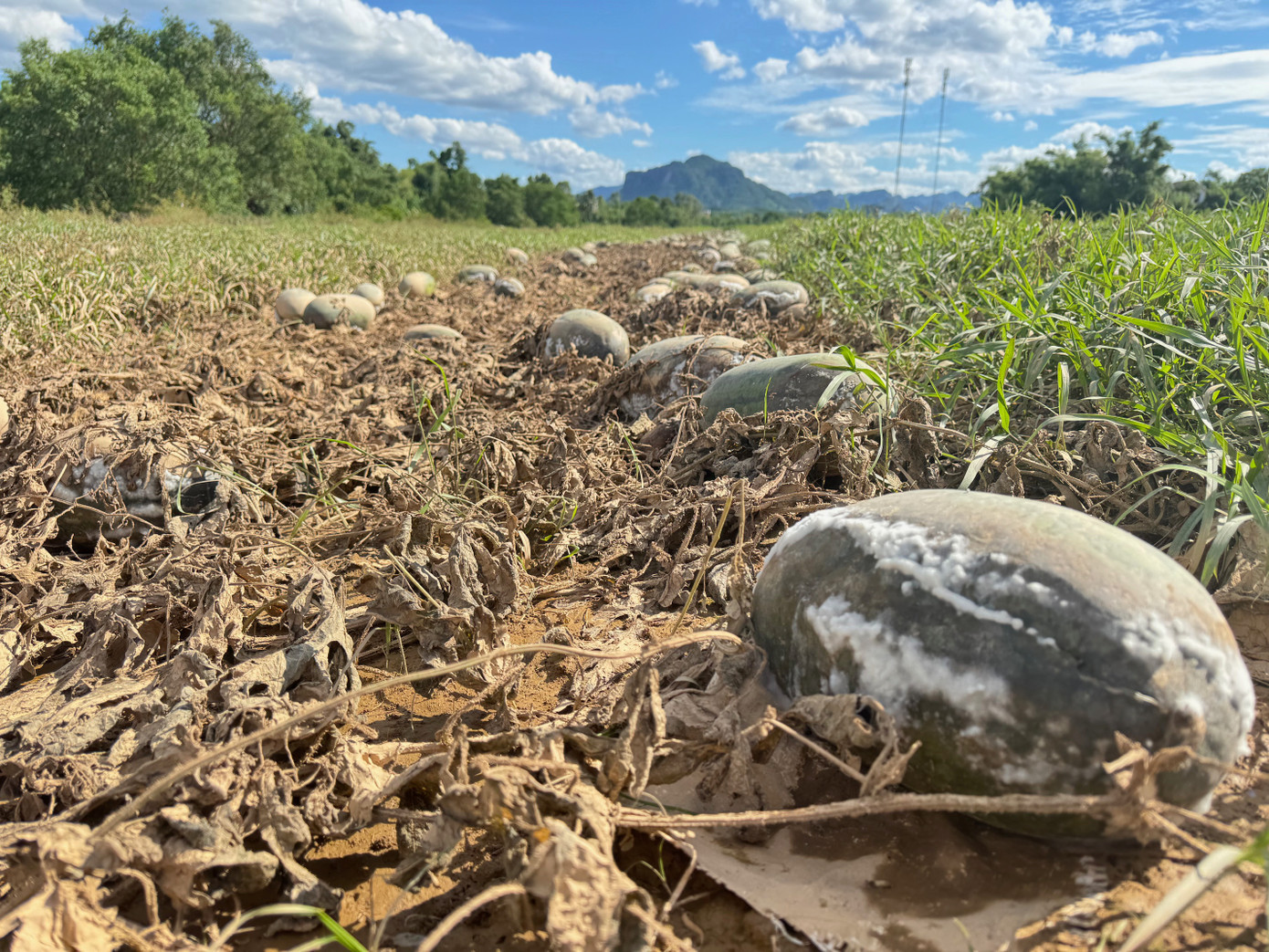 Mất trắng sau khi lũ rút. Mất trắng sau khi lũ rút.