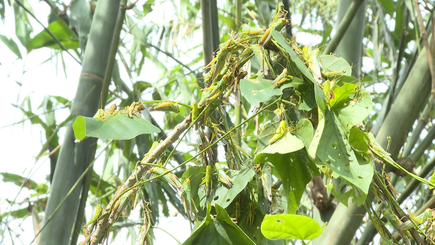 Hiện người dân và chính quyền vẫn chưa có giải pháp hữu hiệu giải quyết nạn châu chấu phá hoại cây luồng ở thị trấn Nông Trường Việt Trung.
