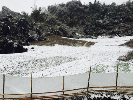 Đào tết Sa Pa tàn lụi vì băng tuyết ảnh 7