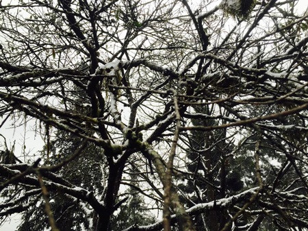 Đào tết Sa Pa tàn lụi vì băng tuyết ảnh 10