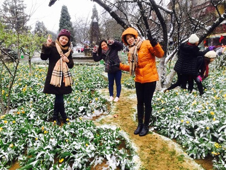 Đào tết Sa Pa tàn lụi vì băng tuyết ảnh 8