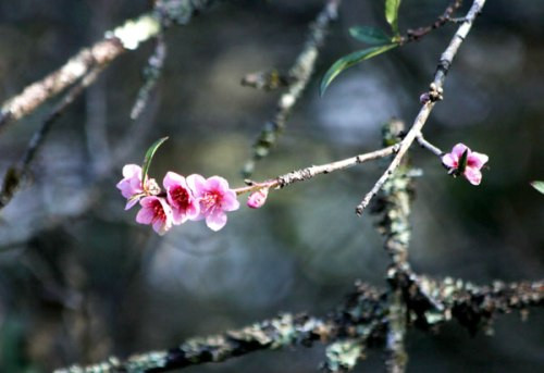 Đào tết Sa Pa tàn lụi vì băng tuyết ảnh 6