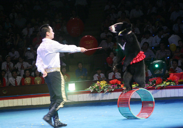 Xiếc thú: Gấu giữ thăng bằng