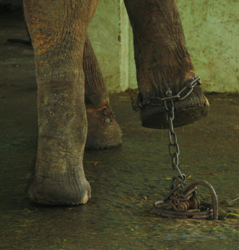 Dường như có nhiều vết hằn xung quanh hai chân trước của voi