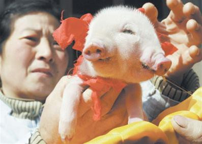 Chú lợn con hai mặt được phát hiện ở Trung Quốc