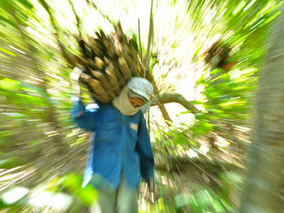 Thành quả sau một ngày lau động là những bó củi to quá người. Ảnh: Nguyễn Đông. Thành quả sau một ngày lau động là những bó củi to quá người. Ảnh: Nguyễn Đông