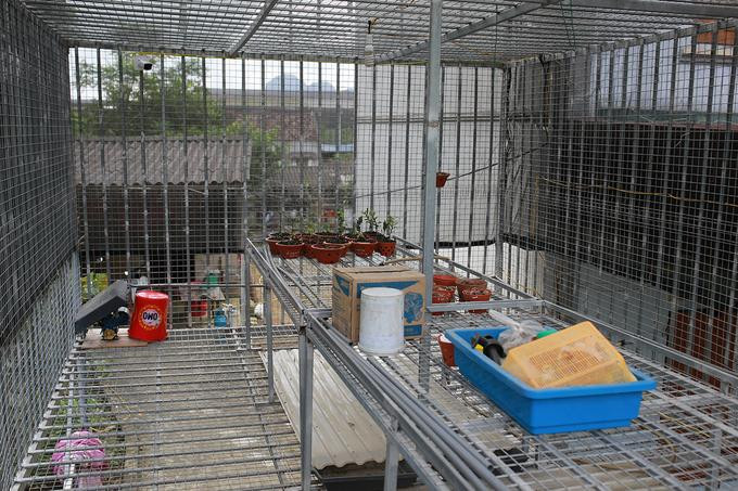 Giàn lan của ông Trần Văn Tiến bỏ không từ nhiều tháng nay. Ảnh: Tất Định. Giàn lan của ông Trần Văn Tiến bỏ không từ nhiều tháng nay. Ảnh: Tất Định.