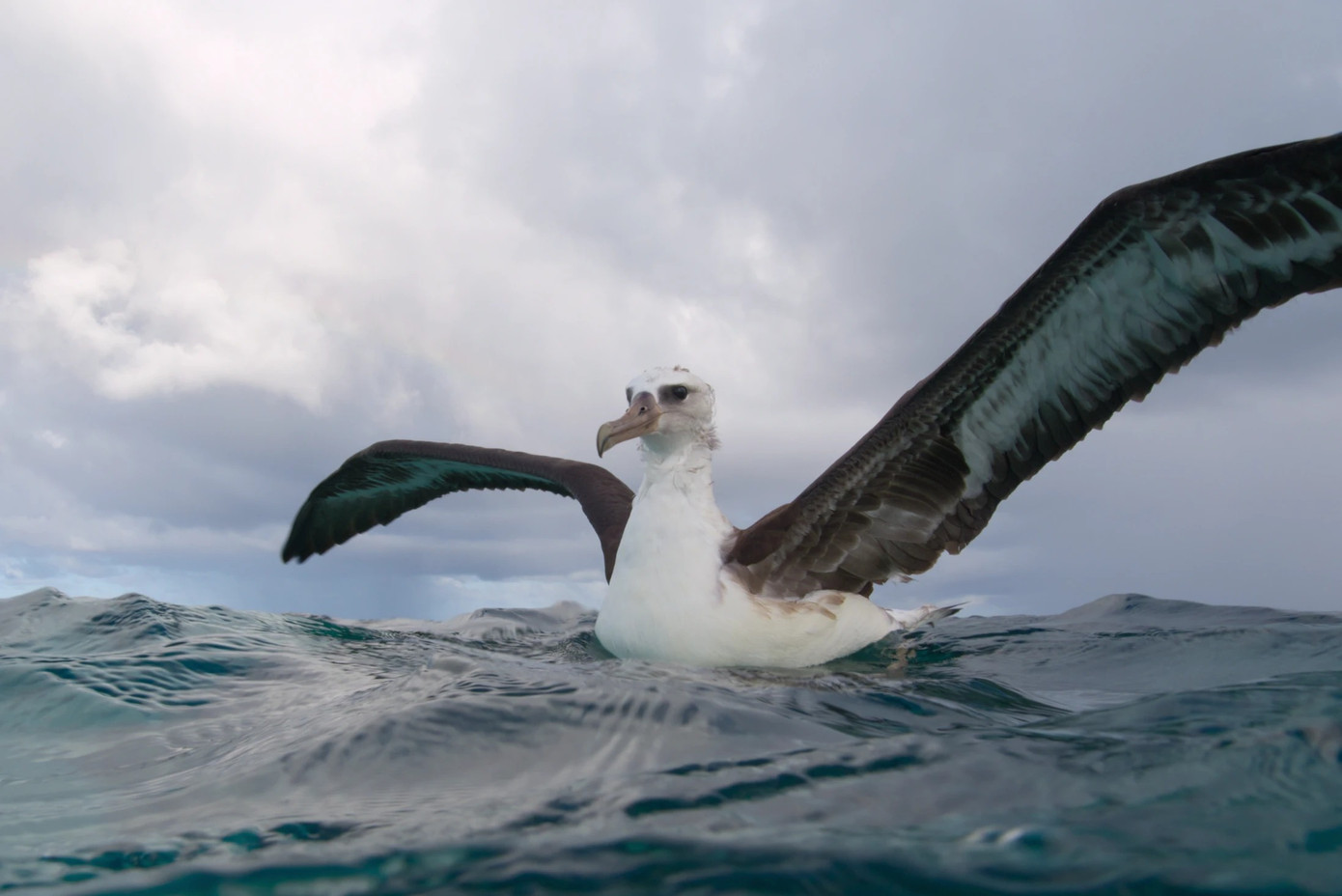 Đoàn phim muốn ghi lại cuộc chiến sinh tồn của hải âu Laysan trong chuyến bay đầu đời nhưng không thể thực hiện được vì bị cá mập tấn công. Ảnh: Netflix.