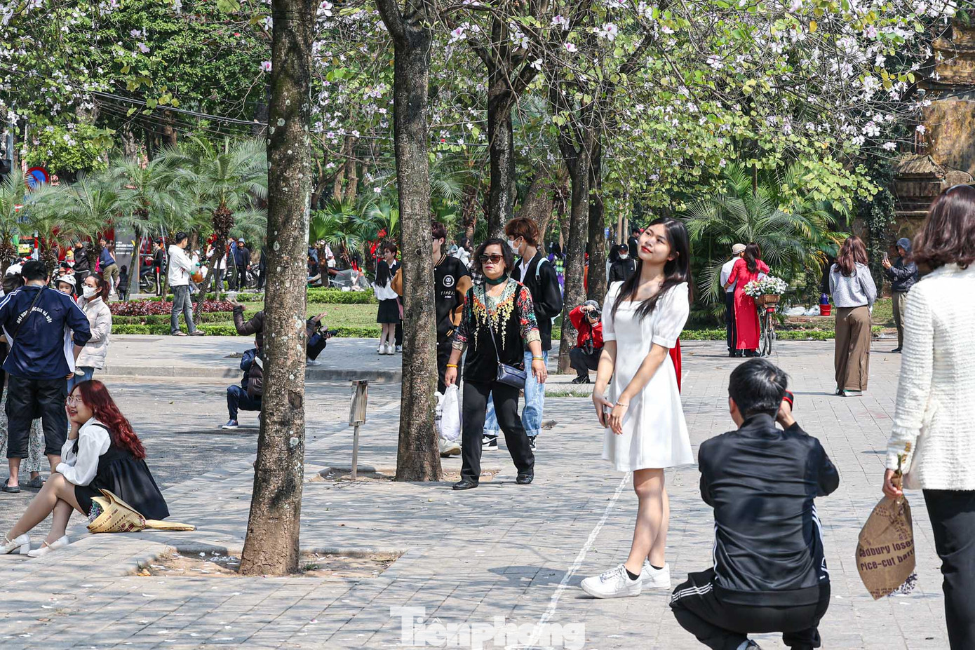 Hàng cây khoảng 20 gốc ban trắng đang bắt đầu nở rộ trên đường Hoàng Diệu. Hàng cây khoảng 20 gốc ban trắng đang bắt đầu nở rộ trên đường Hoàng Diệu.