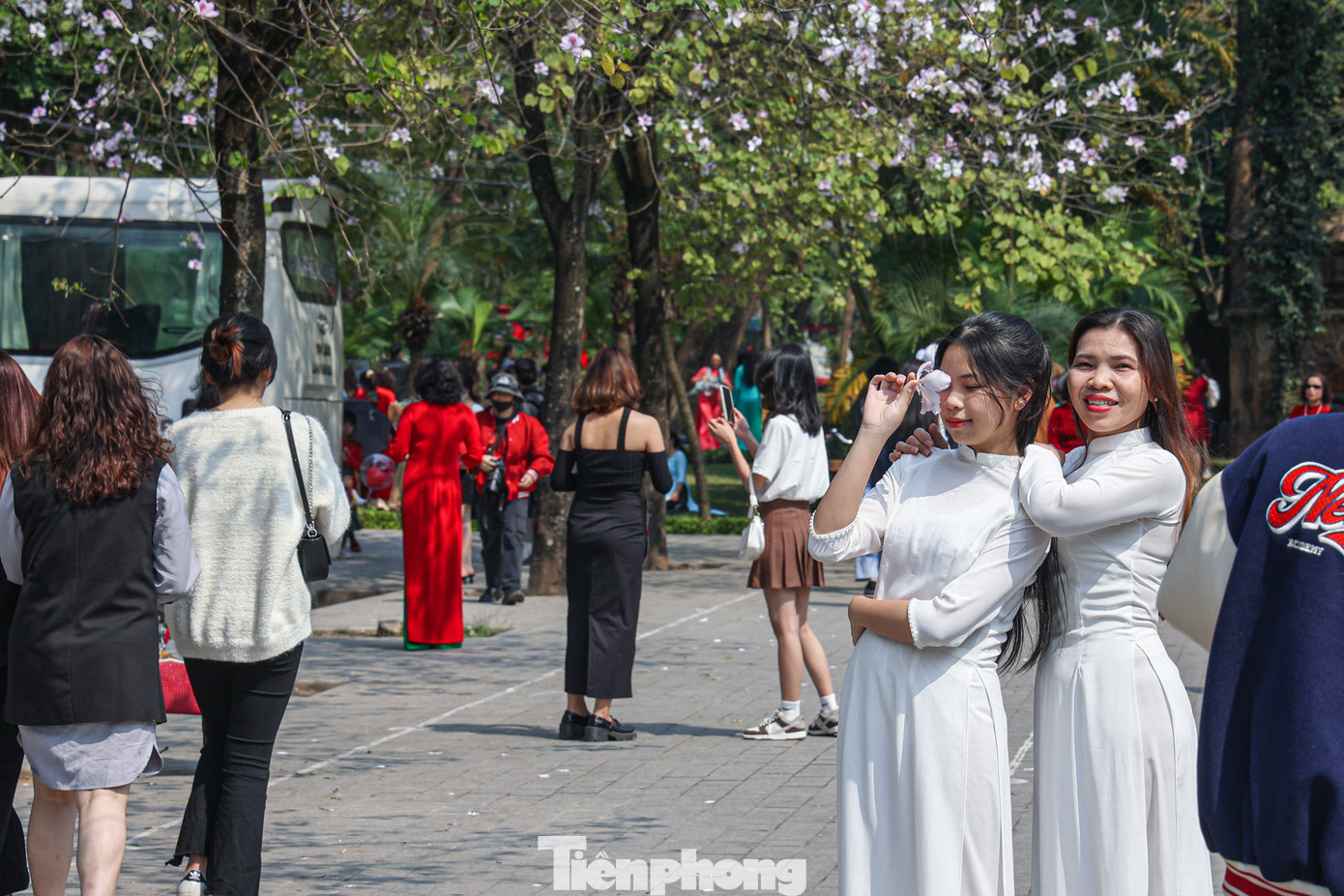 Đa phần thiếu nữ chọn áo dài trắng chụp ảnh để hợp với khung cảnh hoa ban. Đa phần thiếu nữ chọn áo dài trắng chụp ảnh để hợp với khung cảnh hoa ban.