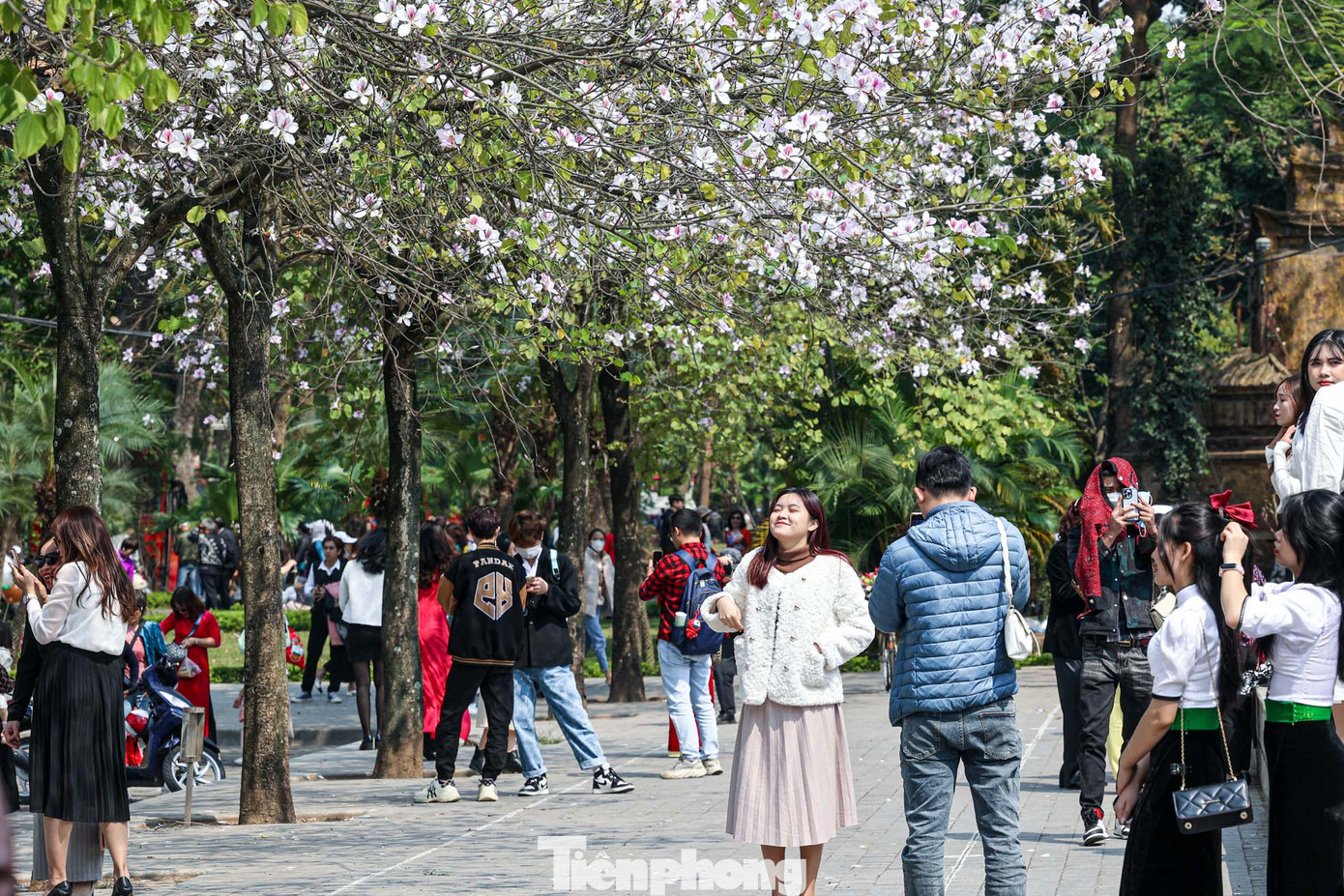 Hoa ban là “đặc sản” của Tây Bắc nhưng đã xuất hiện ở Hà Nội từ những năm 1960. Và vì thế, người Hà Nội đã coi loài hoa này là một phần không thể thiếu ở Thủ đô mỗi độ tháng 2-3 về. Hoa ban là “đặc sản” của Tây Bắc nhưng đã xuất hiện ở Hà Nội từ những năm 1960. Và vì thế, người Hà Nội đã coi loài hoa này là một phần không thể thiếu ở Thủ đô mỗi độ tháng 2-3 về.
