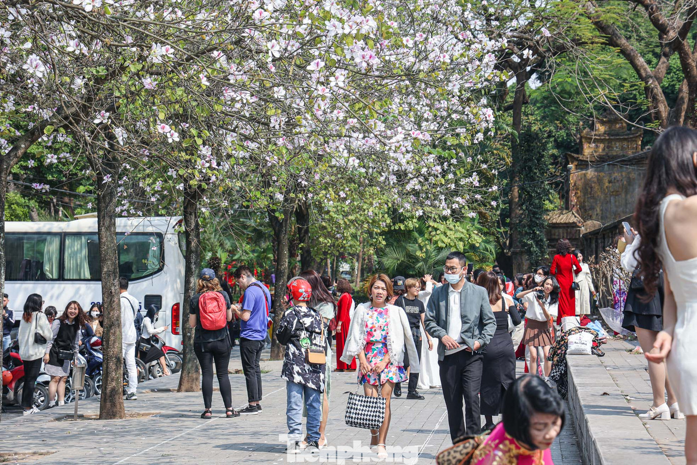 Không ít người chỉ ghé qua một chút hoặc ra về khi thấy cảnh đông đúc tại khu vực hoa ban Tây Bắc đang nở rộ này. Không ít người chỉ ghé qua một chút hoặc ra về khi thấy cảnh đông đúc tại khu vực hoa ban Tây Bắc đang nở rộ này.