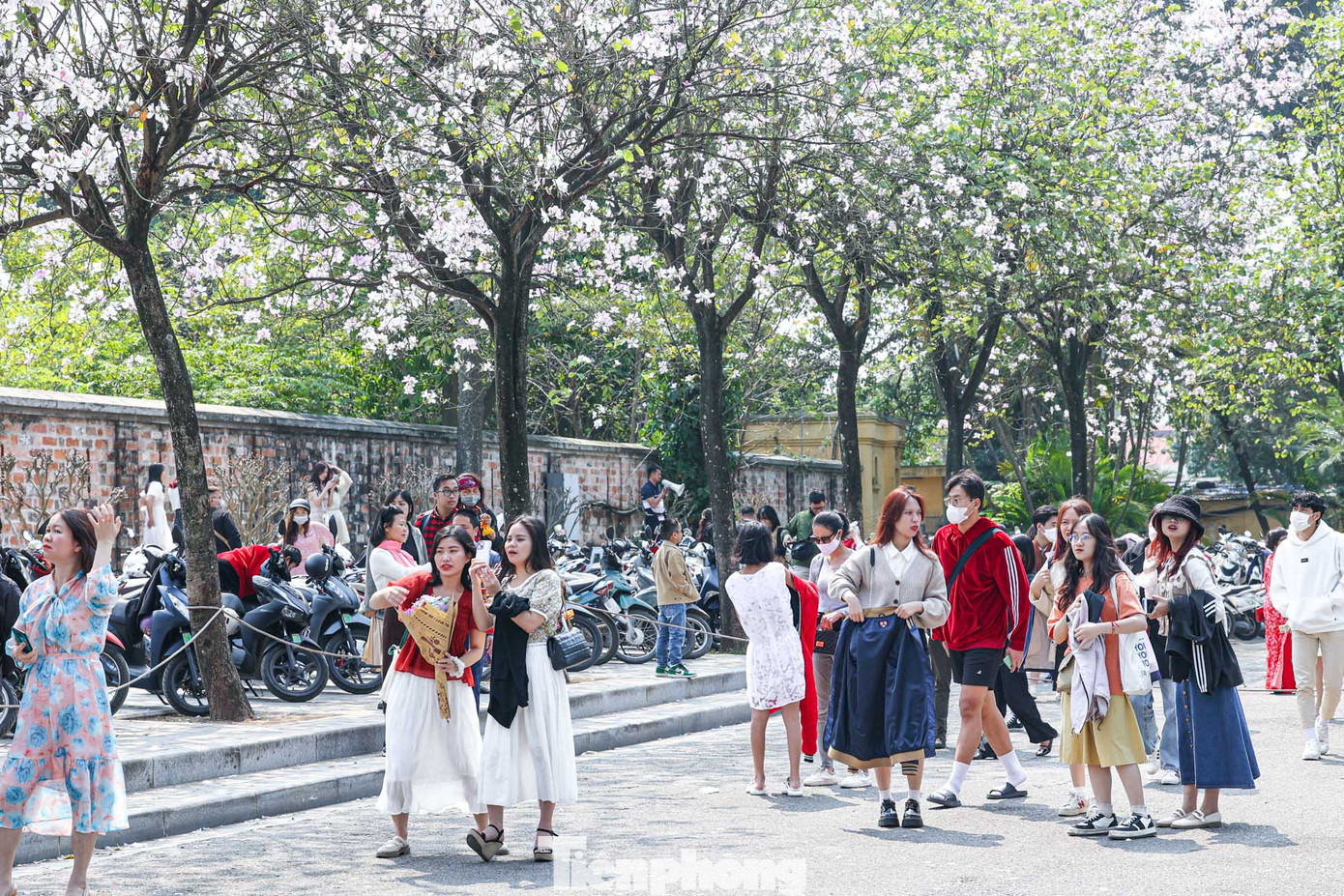 Khoảng cuối tháng 2, đầu tháng 3, hoa ban nở rộ đón xuân. Loài hoa đặc trưng của vùng núi Tây Bắc lại trắng xóa trên tuyến đường Hoàng Diệu, Bắc Sơn, ngay khu vực quảng trường Ba Đình. Khoảng cuối tháng 2, đầu tháng 3, hoa ban nở rộ đón xuân. Loài hoa đặc trưng của vùng núi Tây Bắc lại trắng xóa trên tuyến đường Hoàng Diệu, Bắc Sơn, ngay khu vực quảng trường Ba Đình.