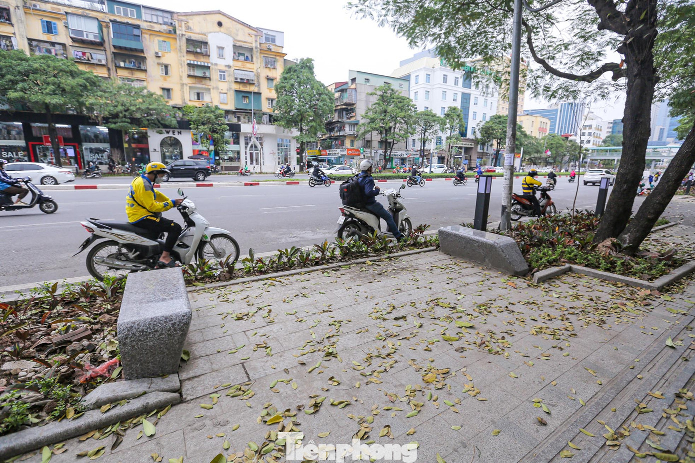 Trong đợt cải tạo, chỉnh trang, lát đá vỉa hè phố Nguyễn Chí Thanh, UBND quận Đống Đa cũng xin ý kiến Sở Xây dựng phương án di dời 80 cây hoa sữa trên đường Nguyễn Chí Thanh, để tránh mùi hương đậm đặc ảnh hưởng đến người dân. Trong đợt cải tạo, chỉnh trang, lát đá vỉa hè phố Nguyễn Chí Thanh, UBND quận Đống Đa cũng xin ý kiến Sở Xây dựng phương án di dời 80 cây hoa sữa trên đường Nguyễn Chí Thanh, để tránh mùi hương đậm đặc ảnh hưởng đến người dân.