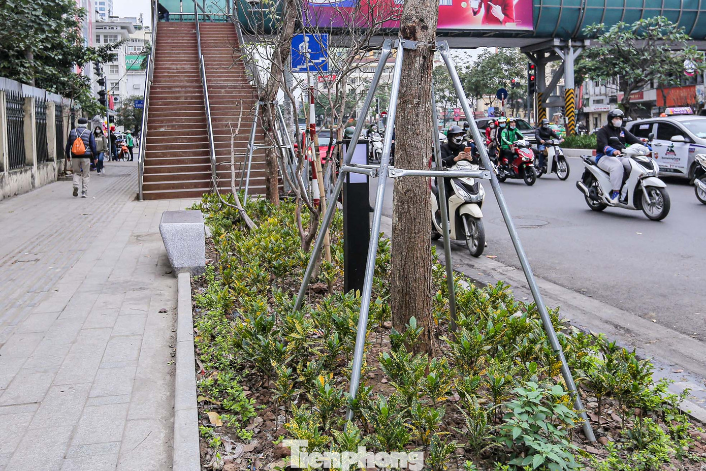 Lãnh đạo UBND quận Đống Đa cho biết, quá trình chỉnh trang vỉa hè đường Nguyễn Chí Thanh, quận chỉ thay thế 40 cây chết, không đúng chủng loại, không đảm bảo mật độ. Quận không chuyển toàn bộ 80 cây hoa sữa đi nơi khác như dự kiến. Lãnh đạo UBND quận Đống Đa cho biết, quá trình chỉnh trang vỉa hè đường Nguyễn Chí Thanh, quận chỉ thay thế 40 cây chết, không đúng chủng loại, không đảm bảo mật độ. Quận không chuyển toàn bộ 80 cây hoa sữa đi nơi khác như dự kiến.