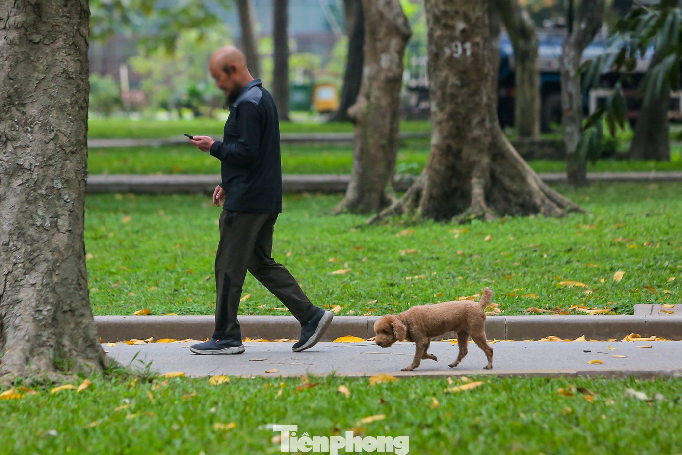 Tuy nhiên tình trạng chó thả rông, không đeo rọ mõm, không xích giữ lại diễn ra phổ biến, thường xuyên tại công viên này.