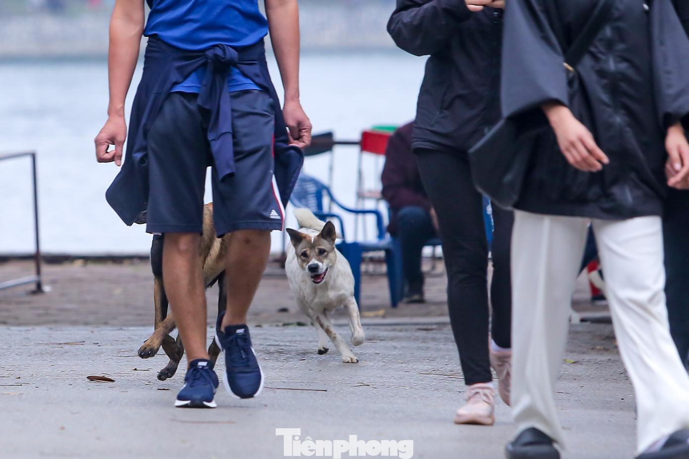 Một chú chó trông khá dữ được thả rông, không đeo rọ mõm chạy quanh công viên cùng dòng người tập thể dục.