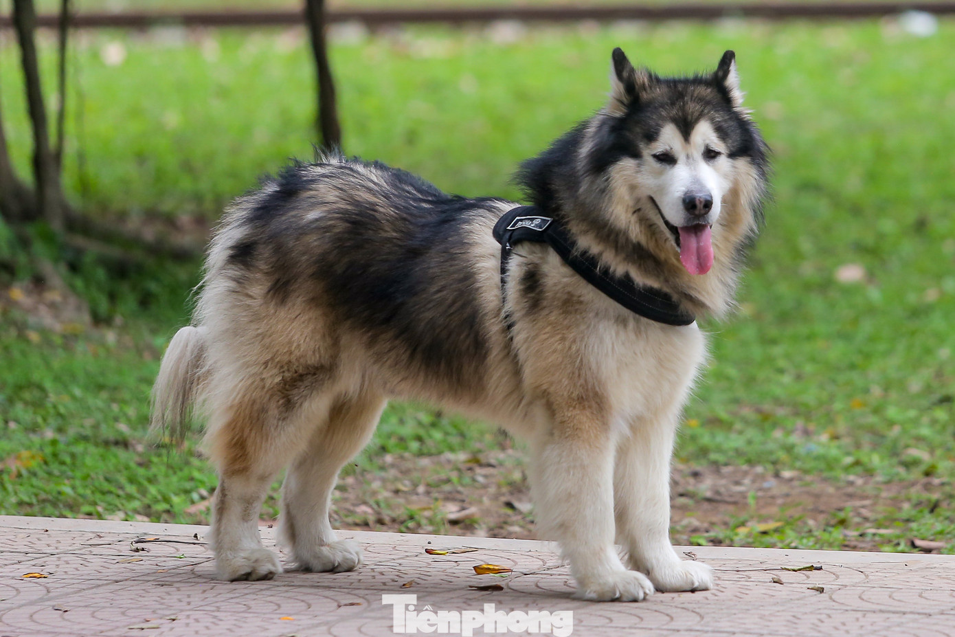 Một con chó to được thả rông tại công viên.