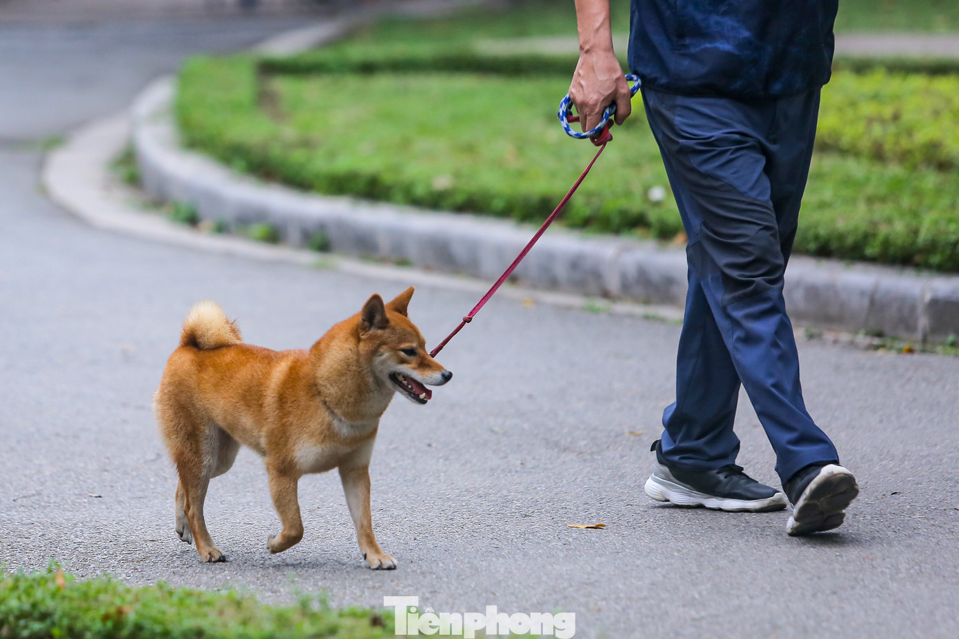"Chó có dây xích còn đỡ sợ nhưng chó thả rông mà không có rọ mõm thì sợ lắm, không ai dám đi, phải tránh", chị Linh (Đống Đa, Hà Nội) chia sẻ.