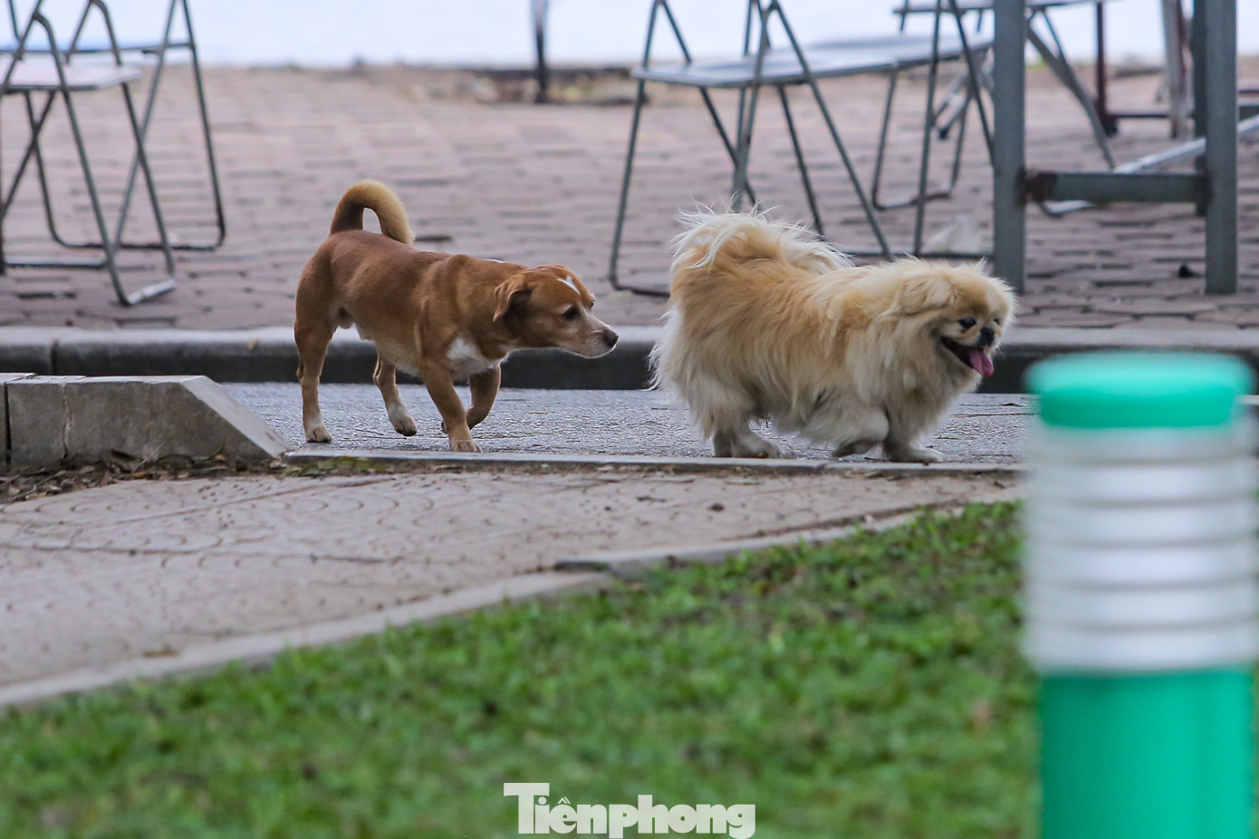 Theo quy định, phạt tiền từ 1.000.000 đồng đến 2.000.000 đồng đối hành vi không đeo rọ mõm cho chó hoặc không xích giữ chó, không có người dắt khi đưa chó ra nơi công cộng. Như vậy khi đưa chó ra nơi công cộng thì chủ chó có thể lựa chọn đeo rọ mõm cho chó hoặc xích giữ chó mà không buộc phải thực hiện cả hai hình thức là rọ mõm cho chó và xích giữ chó nhưng phải đảm bảo luôn có người dắt đi nếu không thực hiện thì sẽ bị phạt tiền từ 1.000.000 đồng đến 2.000.000 đồng.