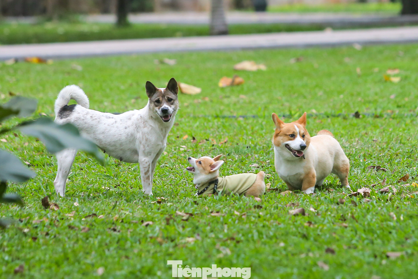 Tuy nhiên, theo ghi nhận của PV, các đội bắt chó thả rông chỉ hoạt động rầm rộ thời gian đầu tại một số quận nội thành, sau đó dừng lại ở việc... tuyên truyền.