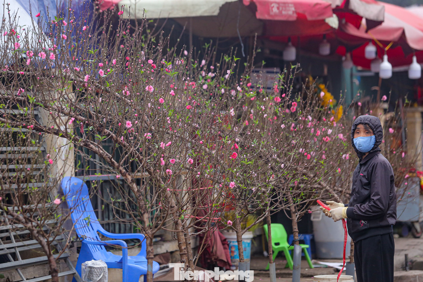 Mặc dù hết Tết nhưng chợ hoa Quảng Bá vẫn bày bán các loại đào để phục vụ người dân "chơi" vào ngày Rằm tháng Giêng.