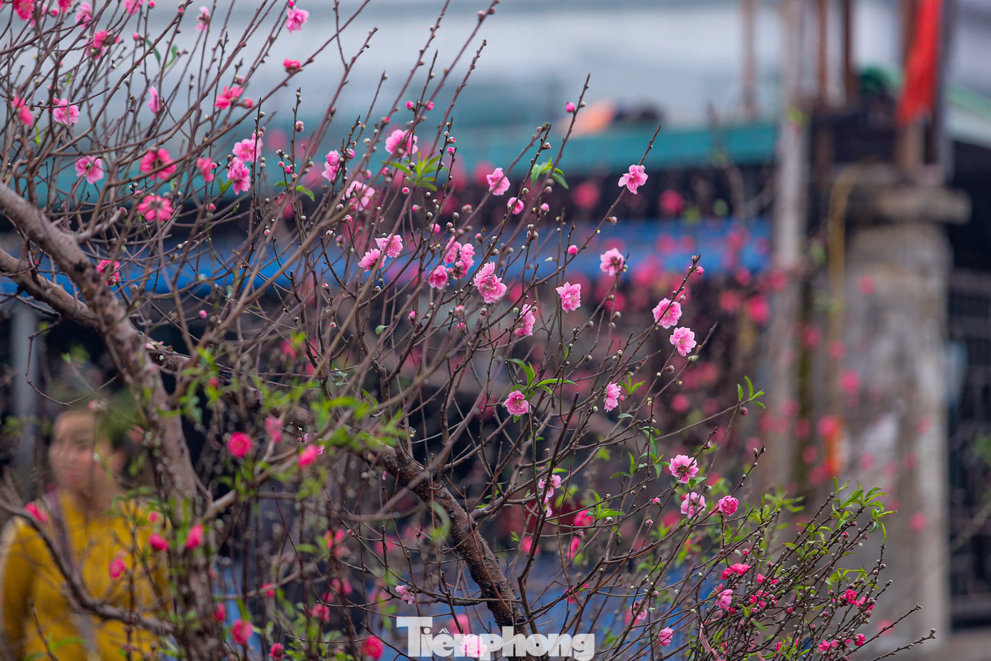 Nhiều cành đào nở rực rỡ, mua về có thể đặt luôn lên ban thờ.