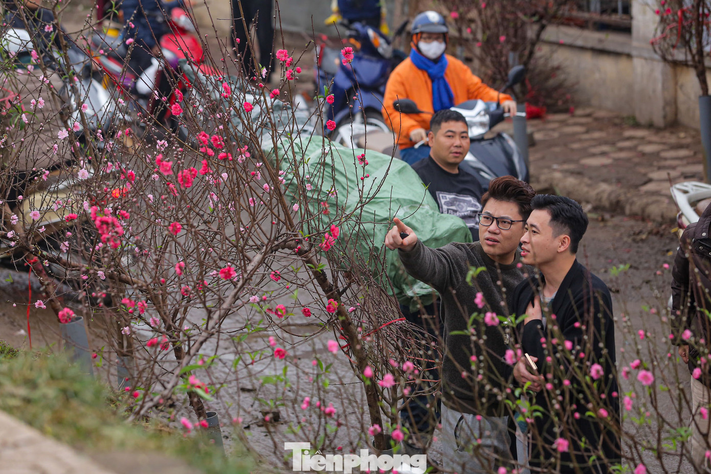 Do khí trời lạnh buốt dịp Tết Nguyên đán khiến nhiều cành đào đến dịp Rằm tháng Giêng mới bung sắc.