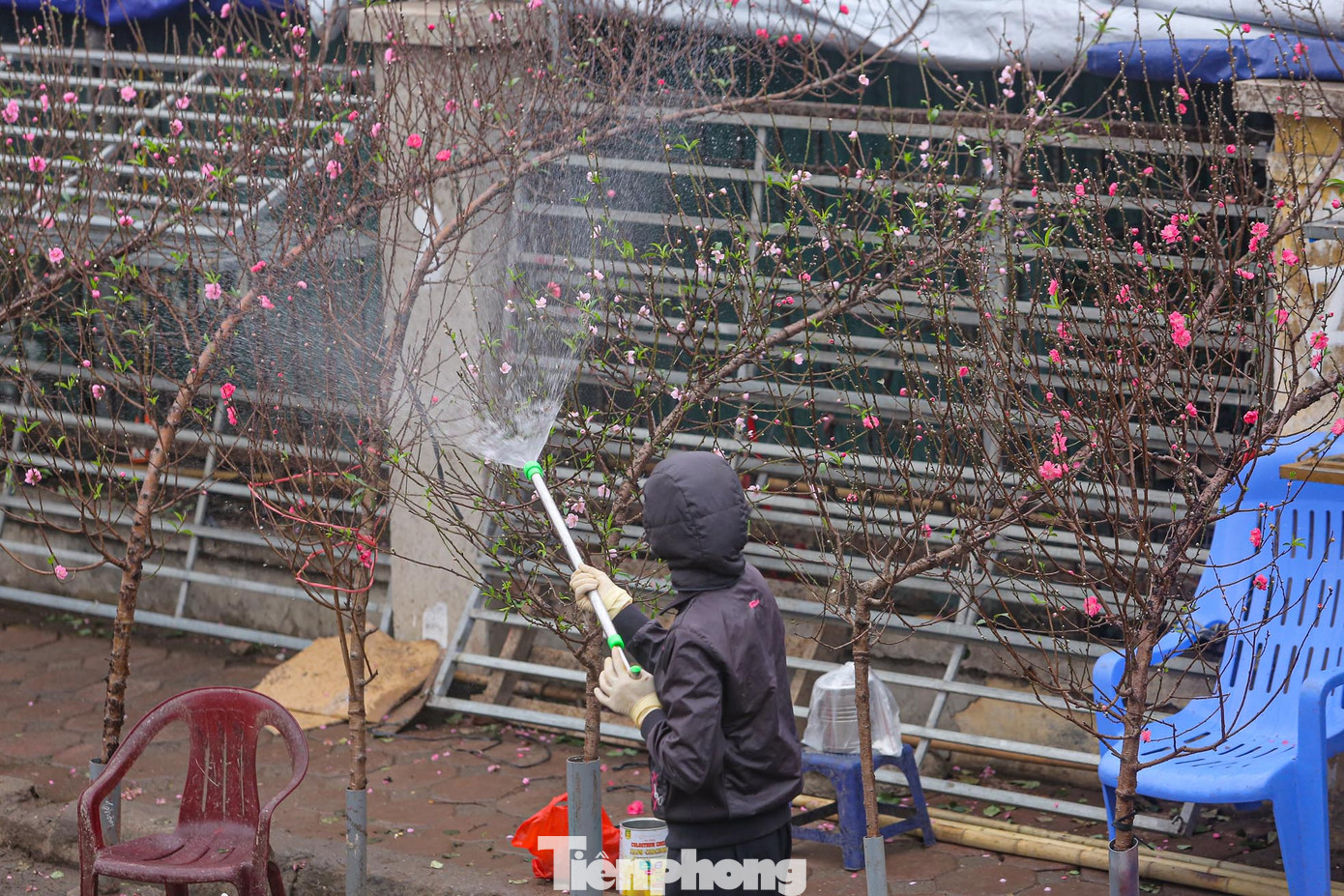 Những cành đào huyền dáng đẹp cuối vụ được bán với giá từ 300.000-500.000 đồng/cành