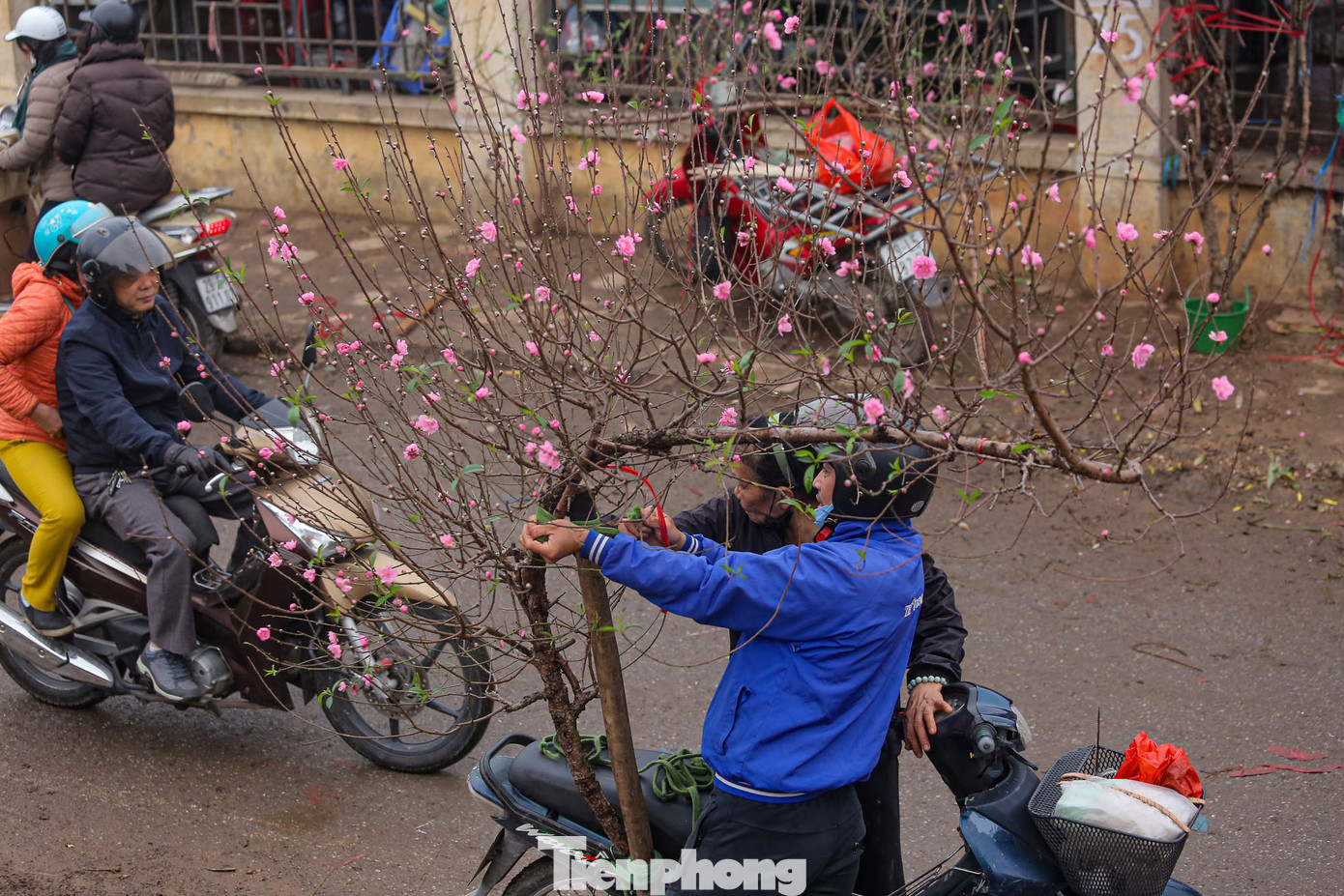 Giá đào buôn bán trong ngày này thấp hơn so với giá bán phục vụ Tết Nguyên đán 2023. Chỉ 30.000 đồng cho một cành đào nhỏ, cành lớn hơn có giá khoảng từ 50.000 - 400.000 đồng/cành tùy kích thước, lộc hoa trên cành...