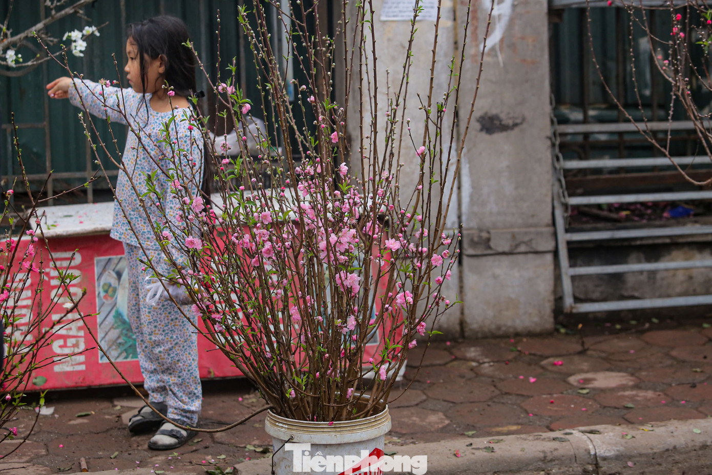 Có những cành đào nhỏ vài chục nghìn cũng có, những cành, gốc to giá vài trăm nghìn không thiếu ở chợ hoa này.