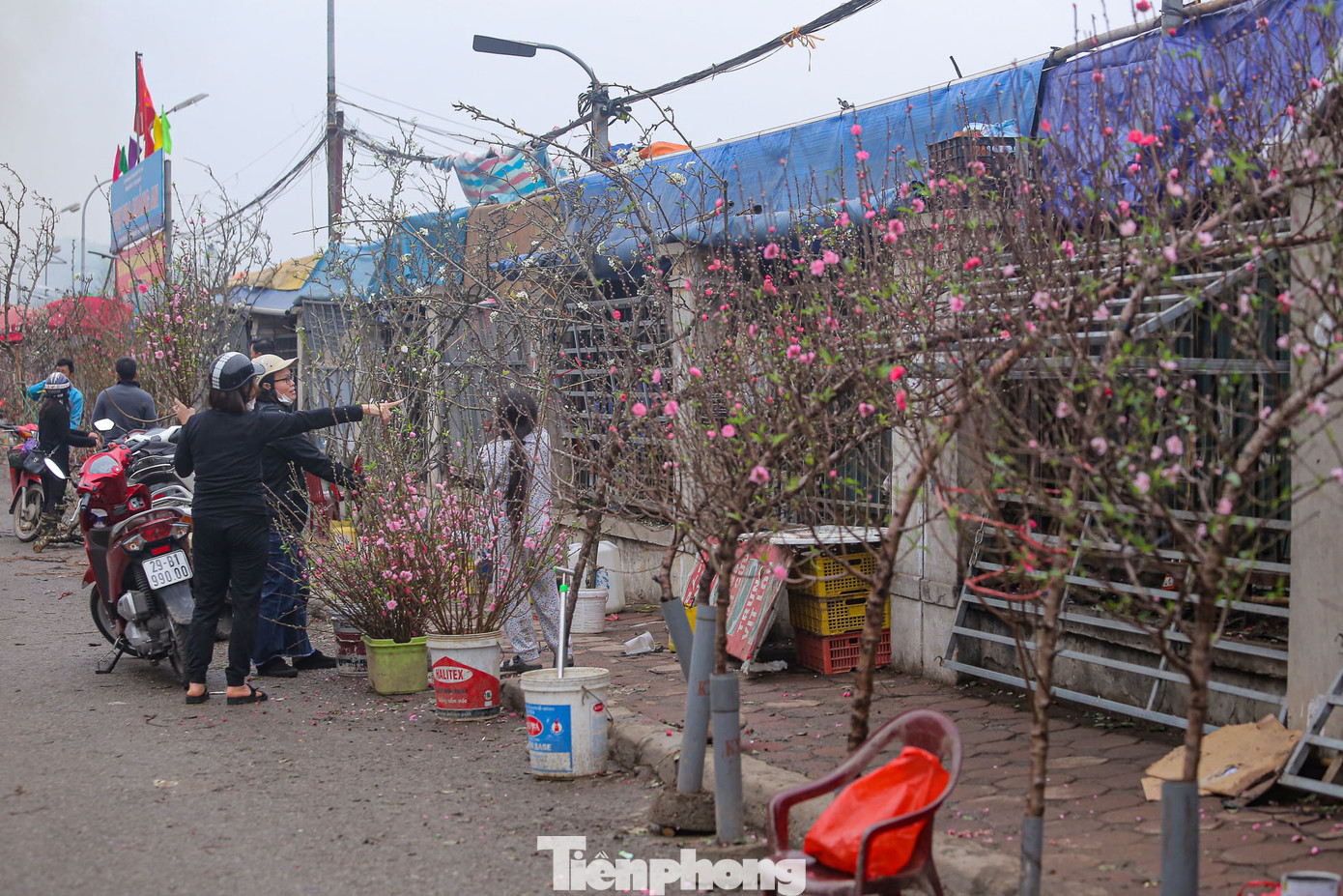 Ngày 15/1 Âm lịch hay còn gọi là ngày Rằm tháng Giêng, là một trong những ngày rất quan trọng của người châu Á nói chung và người Việt Nam nói riêng. Vào ngày này, một cành đào mới hé nụ được đặt trên bàn thờ gia tiên, trước hiên nhà hoặc phòng khách - đó là thú chơi đào riêng của người Hà Nội.