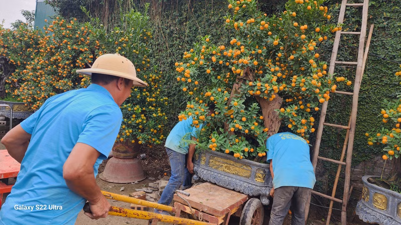 Các nhà vườn cho biết, quất bán chạy nhất là từ sau rằm tháng Chạp. Tuy nhiên, thời điểm này cũng đã có nhiều khách hàng đến Tứ Liên tham quan, chọn cây. Sau khi chọn mua, khách sẽ gửi nhà vườn chăm sóc, sát ngày quay lại vườn lấy về chưng Tết. Các nhà vườn cho biết, quất bán chạy nhất là từ sau rằm tháng Chạp. Tuy nhiên, thời điểm này cũng đã có nhiều khách hàng đến Tứ Liên tham quan, chọn cây. Sau khi chọn mua, khách sẽ gửi nhà vườn chăm sóc, sát ngày quay lại vườn lấy về chưng Tết.