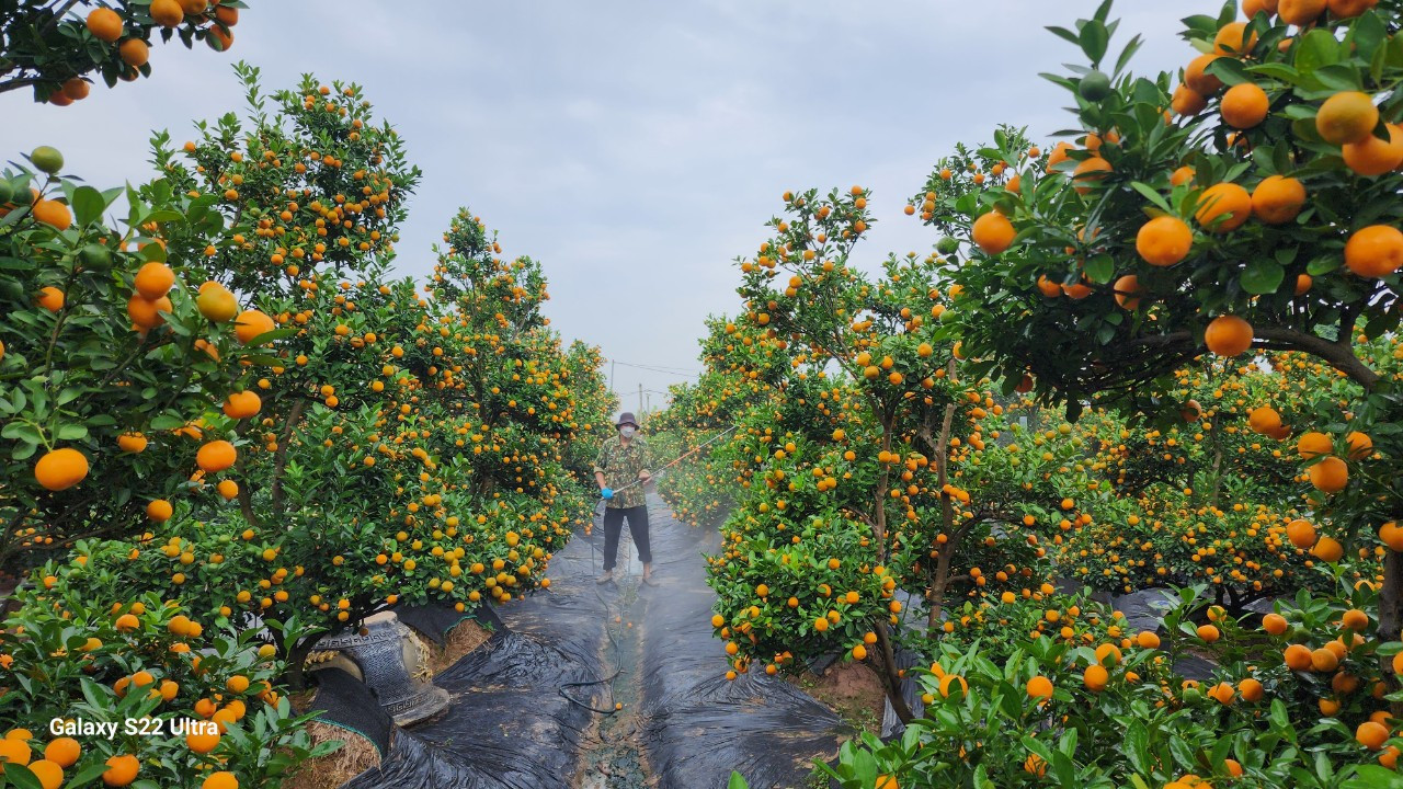 Nhà vườn phun hóa chất để chống sương muối cho cây quất. Nhà vườn phun hóa chất để chống sương muối cho cây quất.