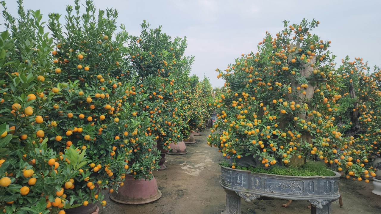 Do thời tiết thuận lợi nên phần lớn các vườn quất cảnh đón Tết Giáp Thìn 2024 tại Tứ Liên đều cho quả to tròn, lá xanh và kiểu dáng đẹp. Do thời tiết thuận lợi nên phần lớn các vườn quất cảnh đón Tết Giáp Thìn 2024 tại Tứ Liên đều cho quả to tròn, lá xanh và kiểu dáng đẹp.