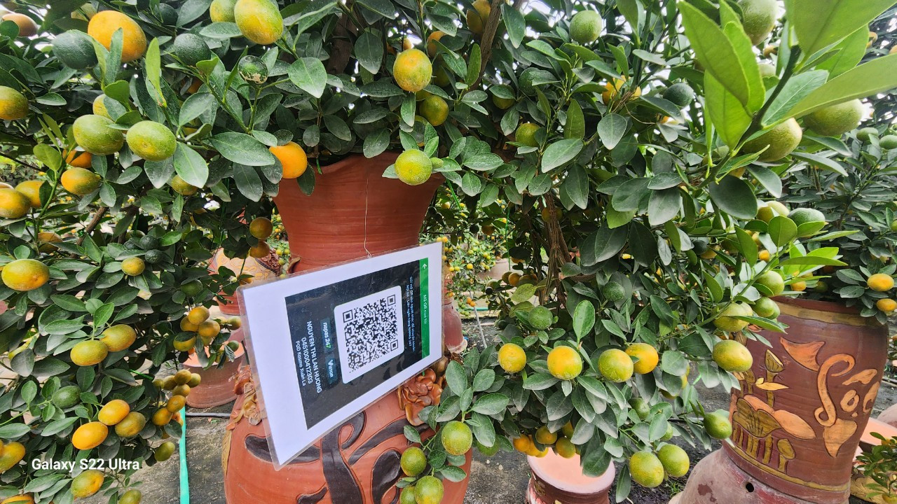 Hiện nay, nhiều chủ vườn ở Tứ Liên đã gắn mã QR để du khách tiện việc truy xuất nguồn gốc cây cảnh. Hiện nay, nhiều chủ vườn ở Tứ Liên đã gắn mã QR để du khách tiện việc truy xuất nguồn gốc cây cảnh.