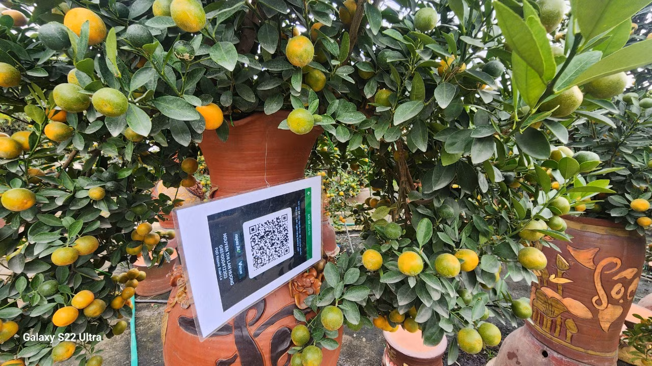 Hiện nay, nhiều chủ vườn ở Tứ Liên đã gắn mã QR để du khách tiện việc truy xuất nguồn gốc cây cảnh. Hiện nay, nhiều chủ vườn ở Tứ Liên đã gắn mã QR để du khách tiện việc truy xuất nguồn gốc cây cảnh.