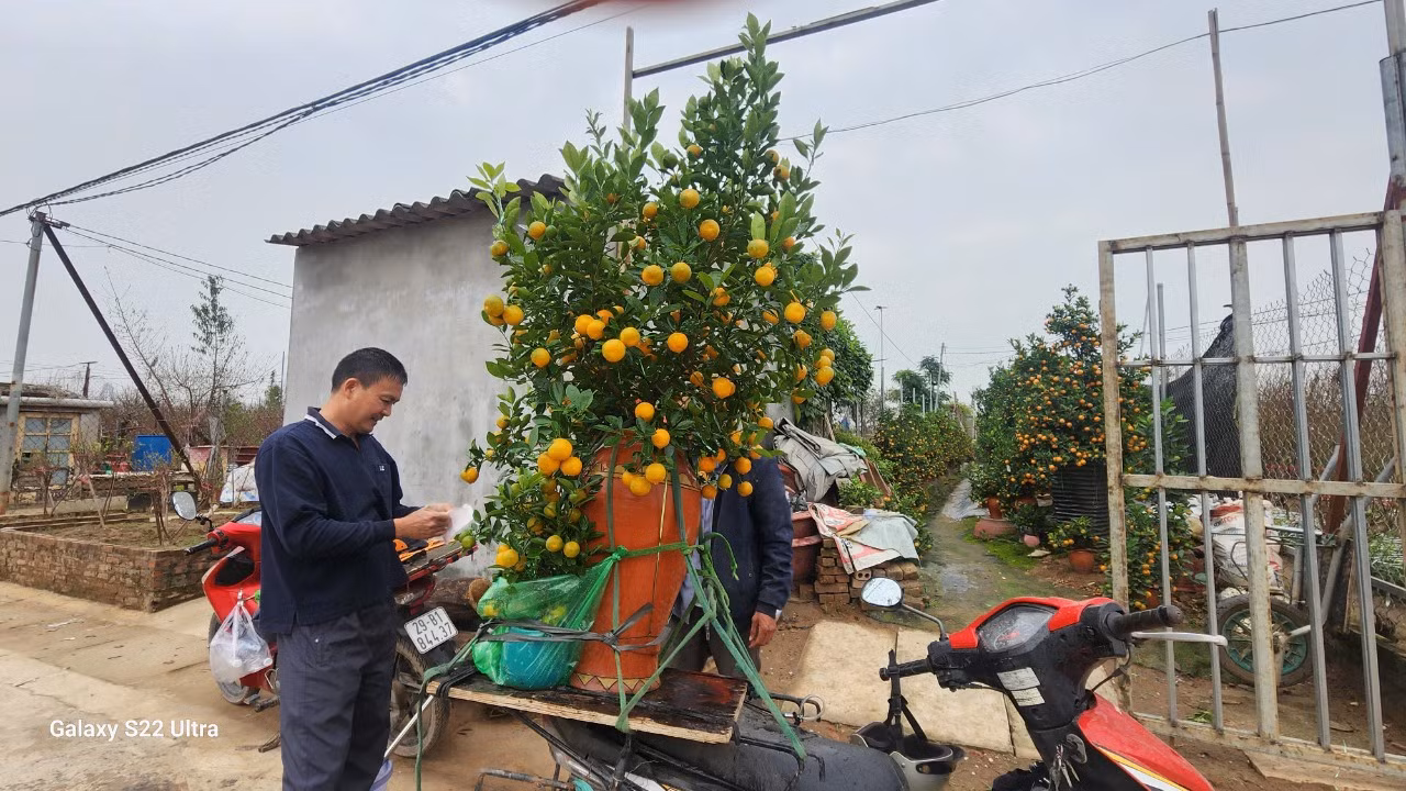 Các chủ vườn đánh giá, giá quất Tết năm nay cơ bản không tăng so với năm ngoái. Nguyên nhân một phần bởi kinh tế khó khăn. Các chủ vườn đánh giá, giá quất Tết năm nay cơ bản không tăng so với năm ngoái. Nguyên nhân một phần bởi kinh tế khó khăn.