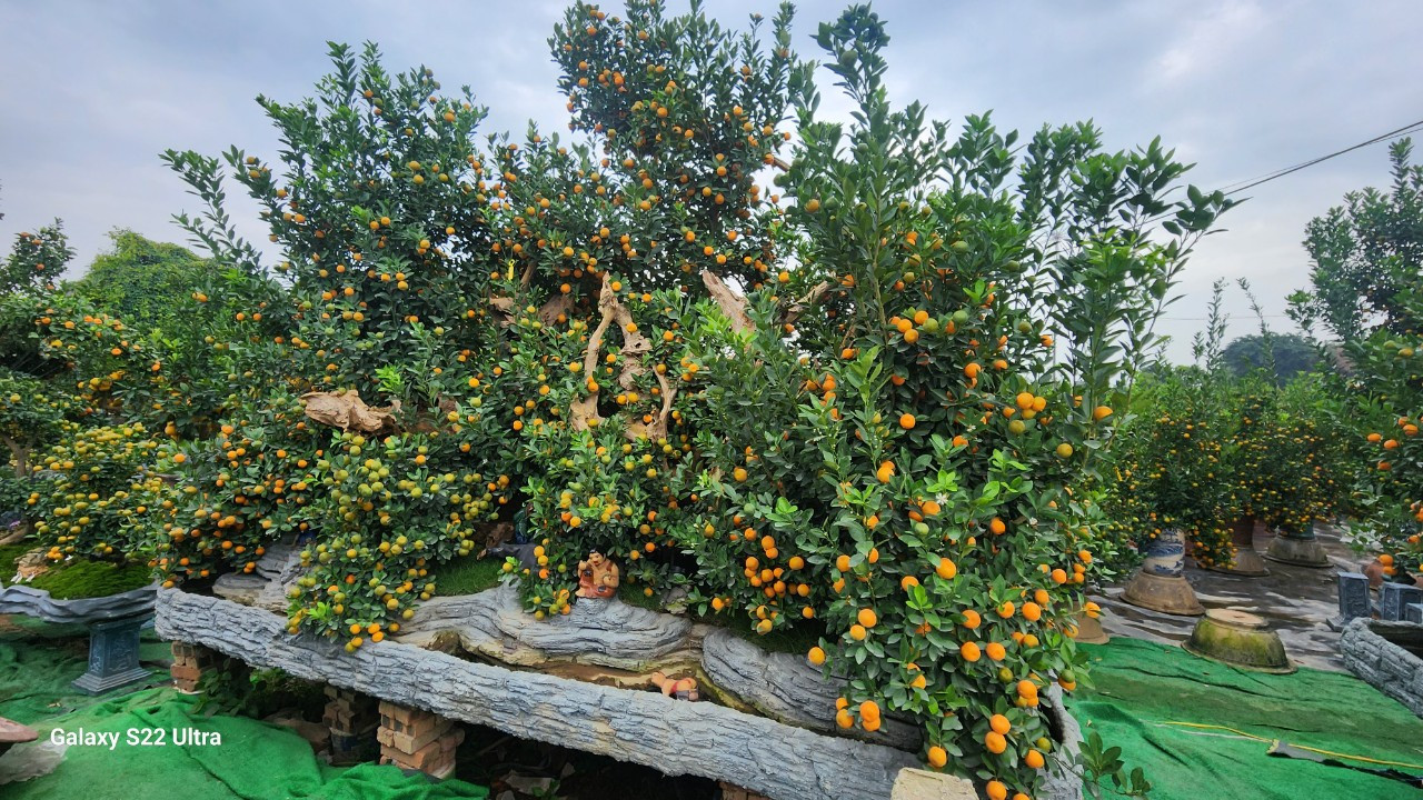 Dù vậy, giá quất cũng tùy thuộc vào từng chậu, dáng cây. Như chậu quất này, chủ vườn cho biết có giá 150 triệu đồng. Dù vậy, giá quất cũng tùy thuộc vào từng chậu, dáng cây. Như chậu quất này, chủ vườn cho biết có giá 150 triệu đồng.