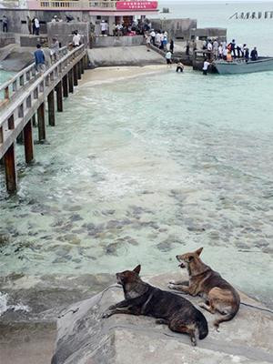 Nhiều khách quá nhỉ?