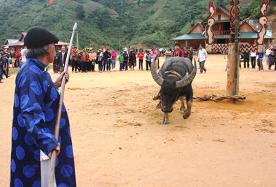 Những nhát đâm đầu tiên được các già làng lần lượt thực hiện