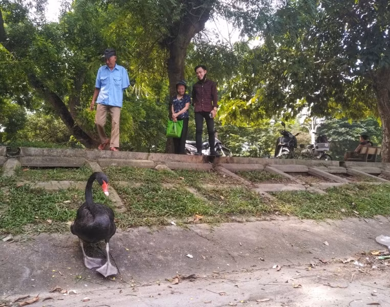 Ngắm đàn thiên nga lên bờ ăn cỏ, chơi với du khách giữa Hà Nội ảnh 5