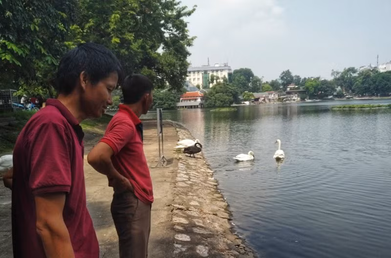 Ngắm đàn thiên nga lên bờ ăn cỏ, chơi với du khách giữa Hà Nội ảnh 6