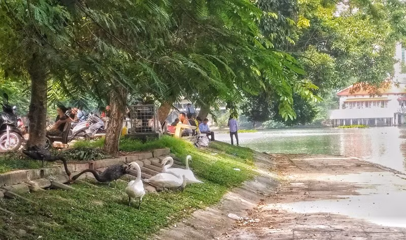 Ngắm đàn thiên nga lên bờ ăn cỏ, chơi với du khách giữa Hà Nội ảnh 1