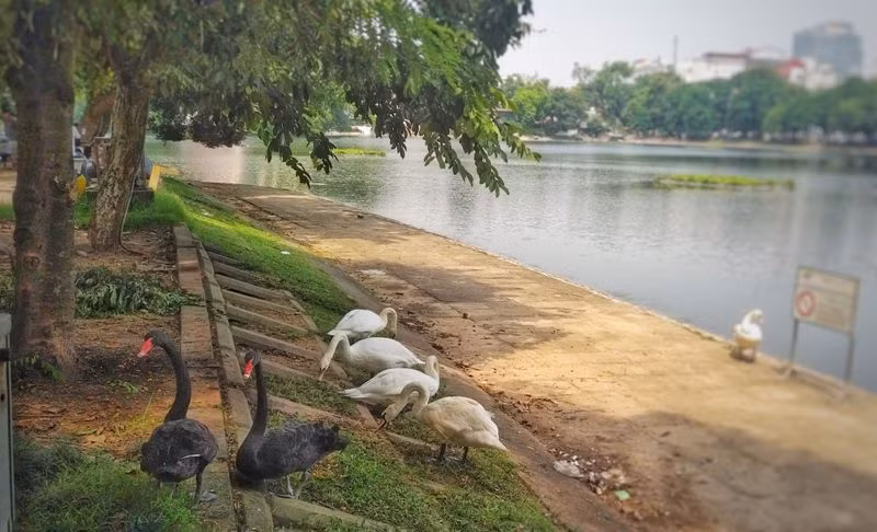 Ngắm đàn thiên nga lên bờ ăn cỏ, chơi với du khách giữa Hà Nội ảnh 3