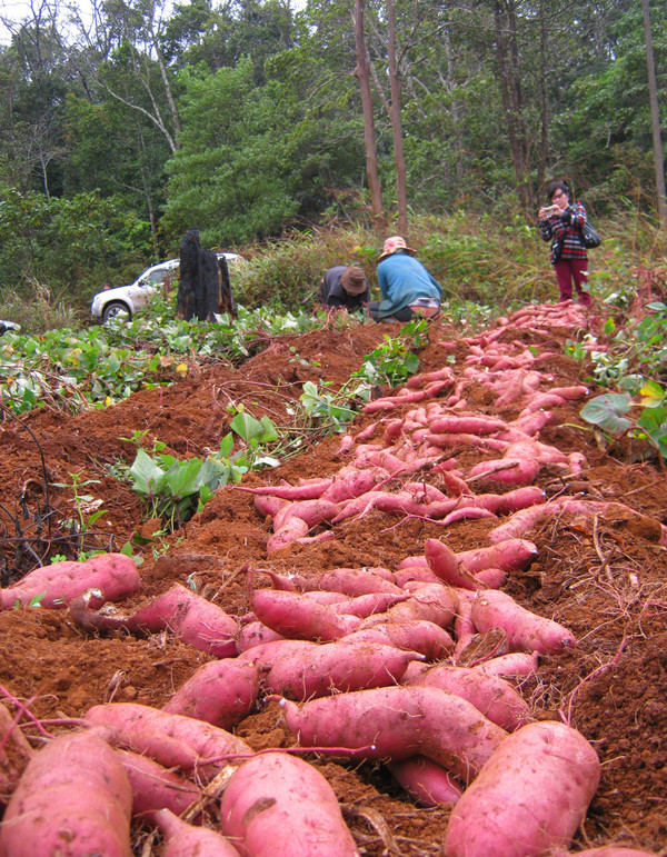 Thu hoạch khoai ở Đắk Song. Ảnh: Lê Văn Kiến