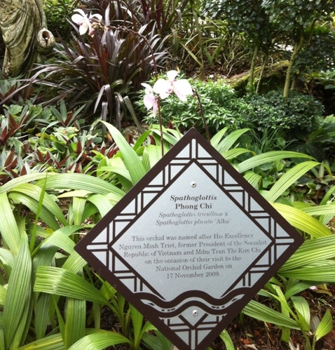 Rực rỡ phong lan ‘ngoại giao’ ảnh 2