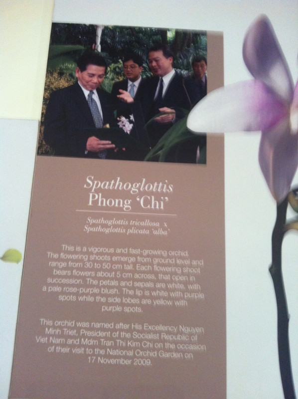 Rực rỡ phong lan ‘ngoại giao’ ảnh 3