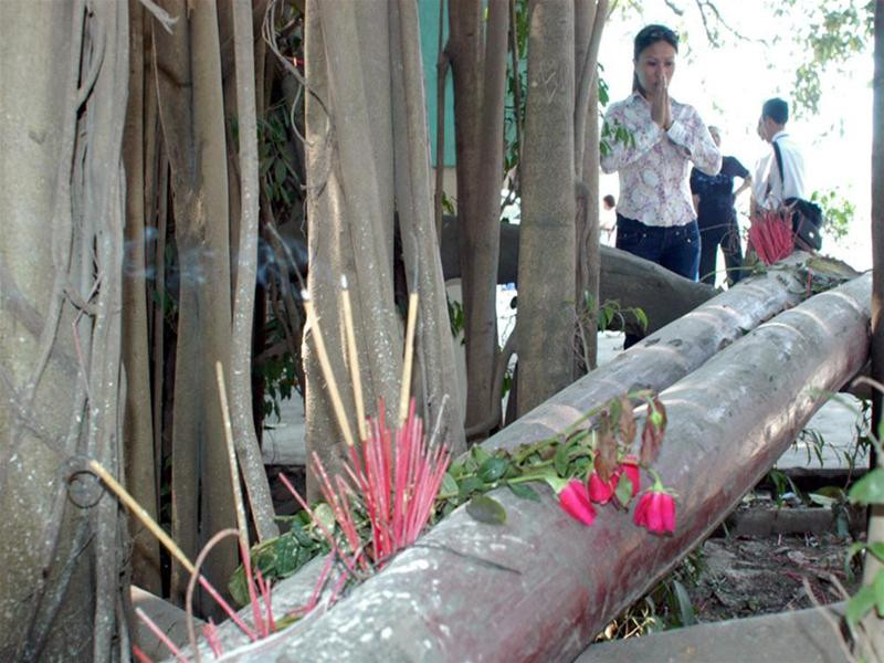 Ngày càng có nhiều người đến lễ ở hai cây gỗ tại Đền Quán Đôi.